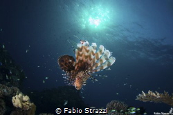 Lionfish and sun by Fabio Strazzi 
